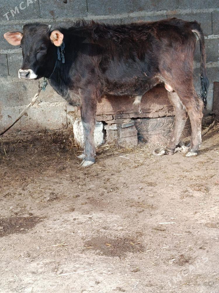 argynal şwes öküz - Bäherden - img 1