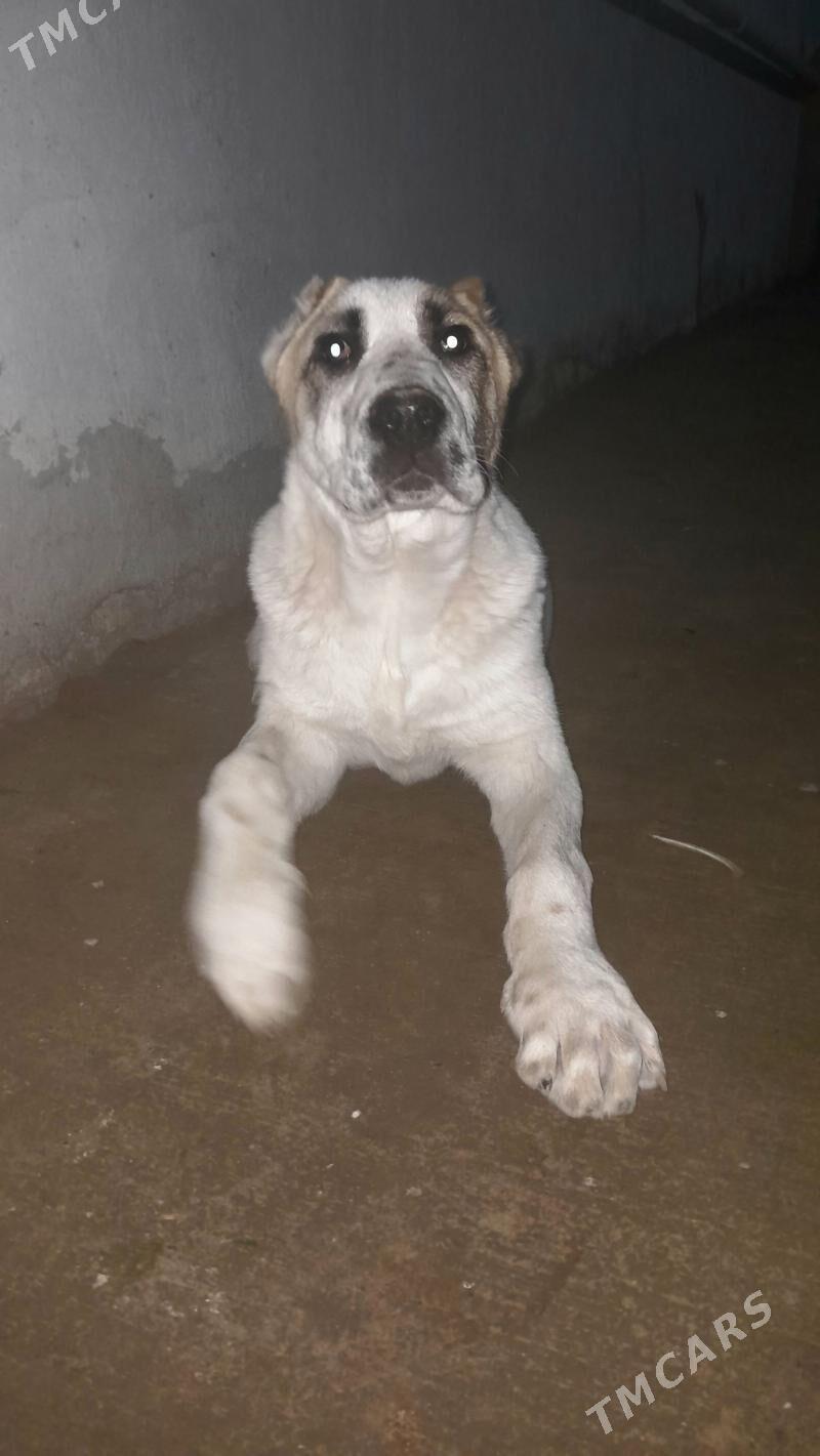 Türkmen gujuk - Ашхабад - img 1