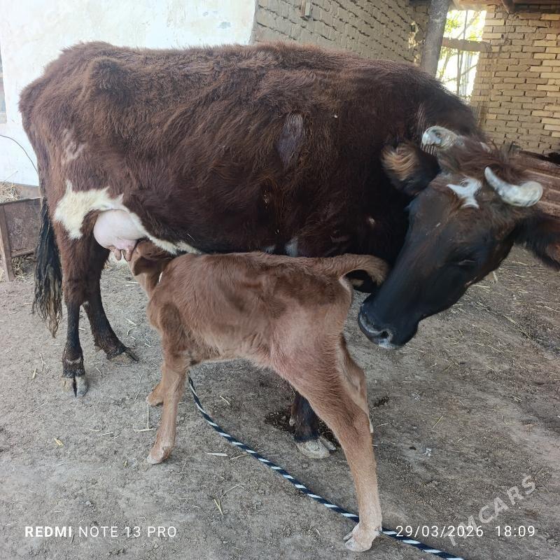 sygyr göleli - Мары - img 1