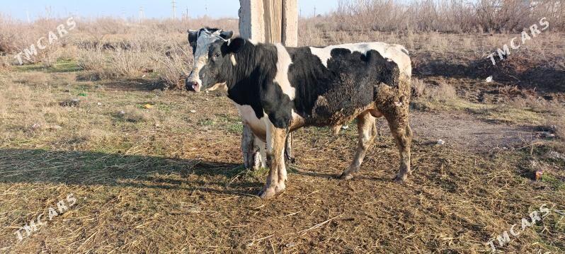 Golşdeýin öküz - Tejen - img 1