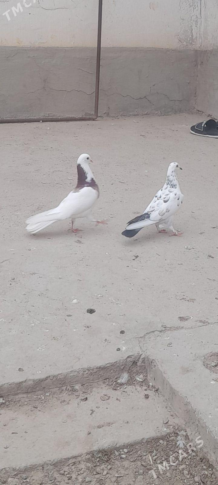 kepderi - Gyzylarbat - img 1