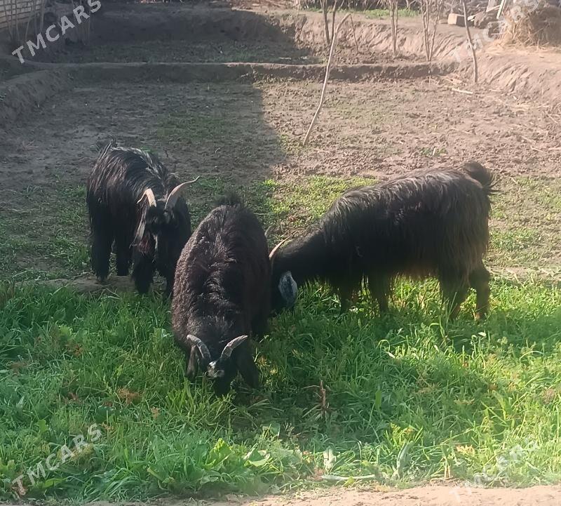 Geciler - Ёлётен - img 1