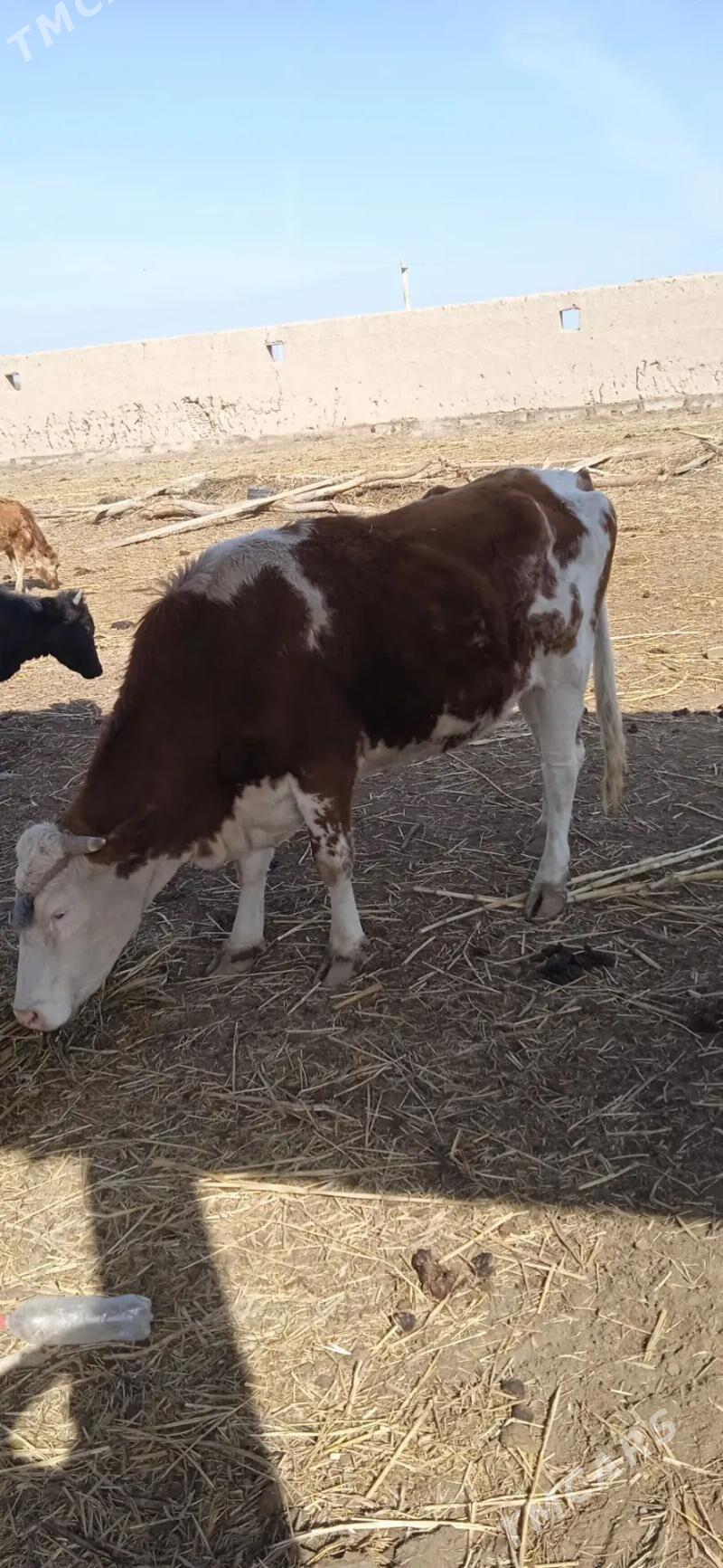 Golsteyin ene sygyr - Гороглы (Тагта) - img 1