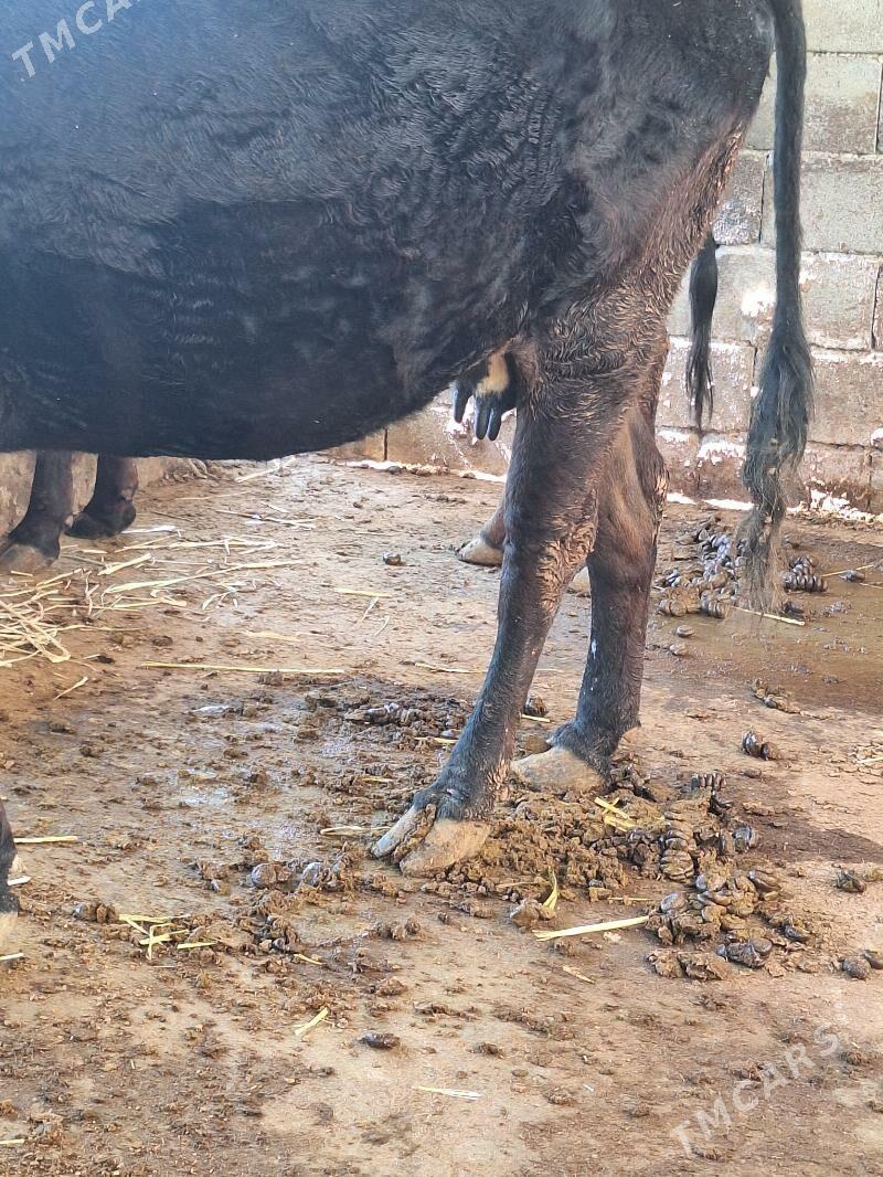 Goleli sygyr - Анев - img 1