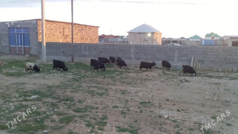 OWLAKIY GEÇI - Балканабат - img 1