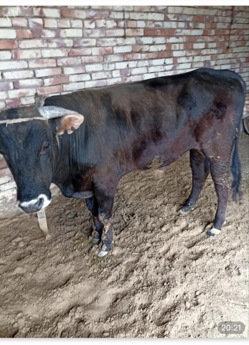 bakylan öküz - Мары - img 1