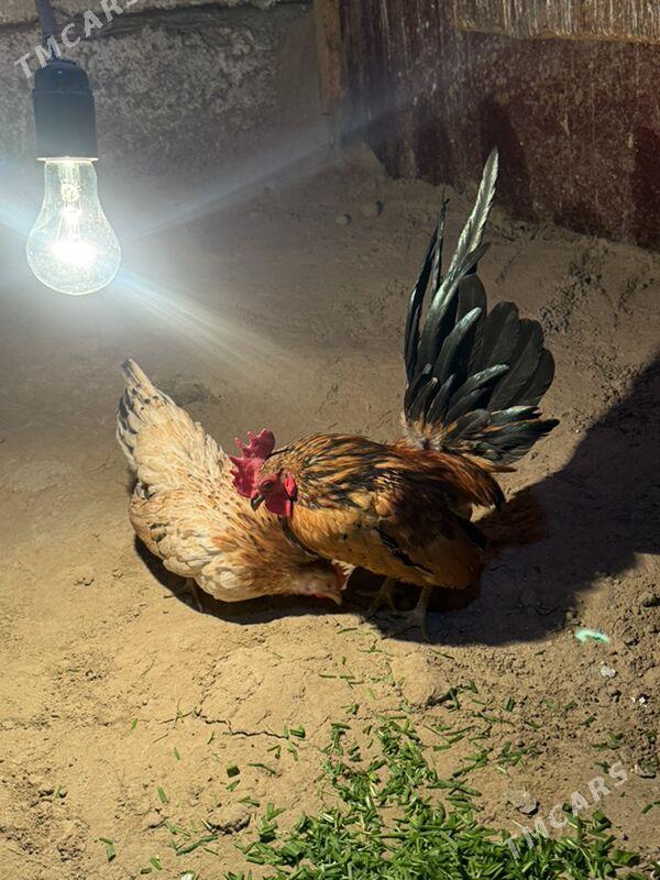 karlik Serema - Хитровка - img 1