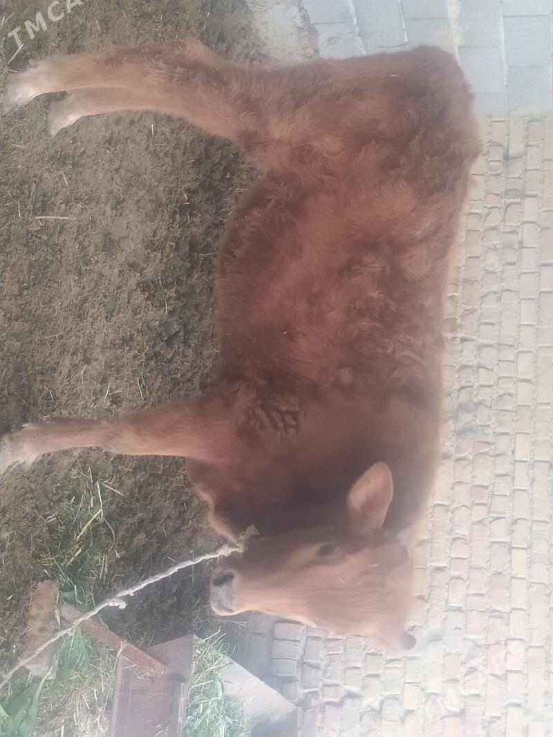 Iki tüwe - Бахарден - img 1