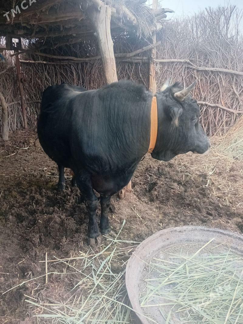 Ökůz - Бабадайхан - img 1