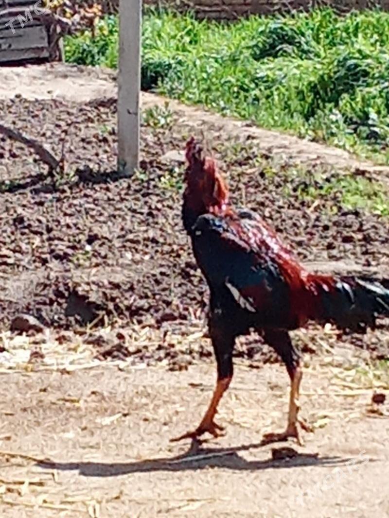 Horaz - Çärjew - img 1