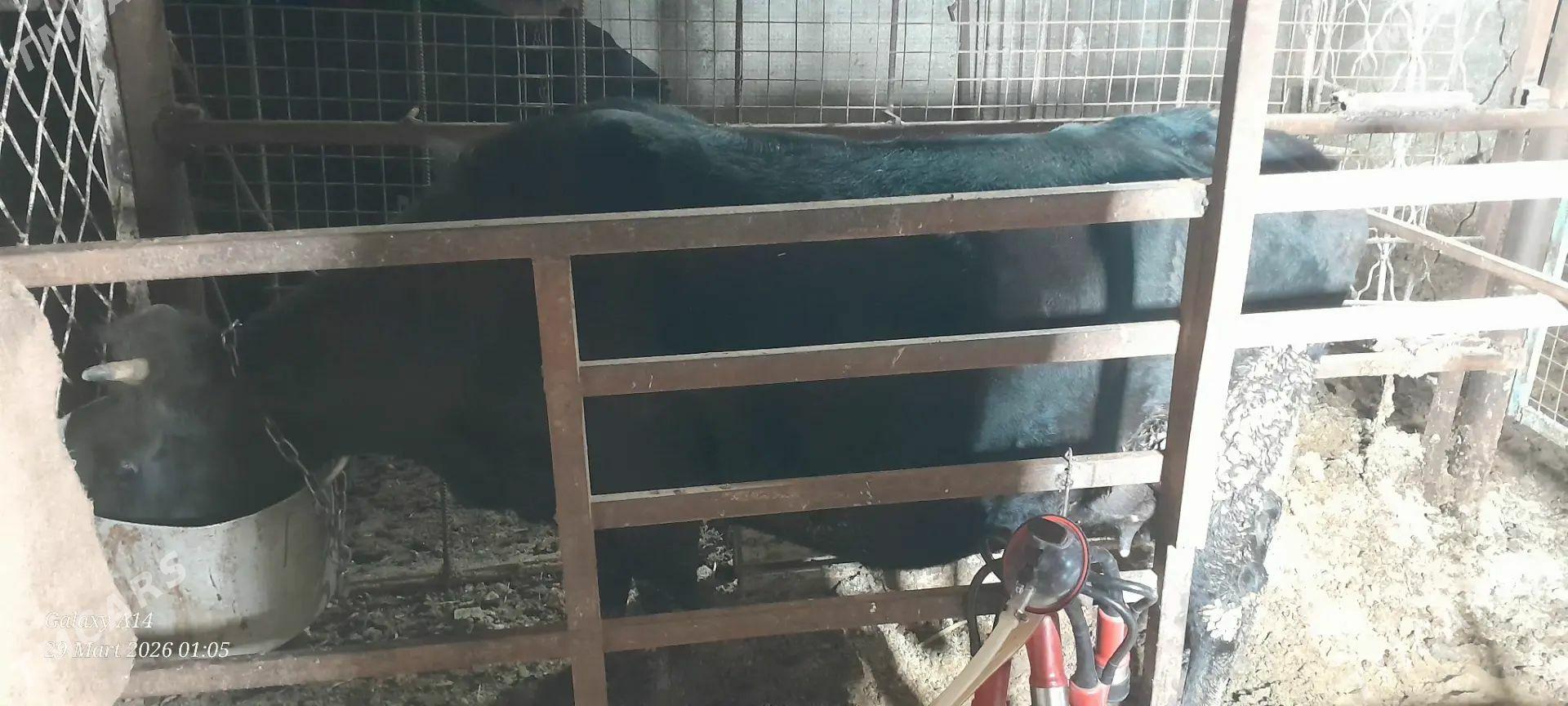 goleli sygyr 2 sany - Ýaşlyk - img 1