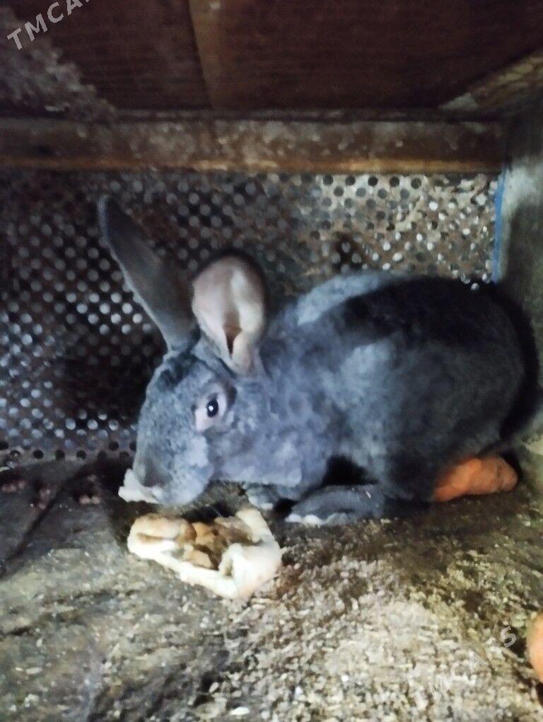 кролик самец - Туркменбаши - img 1