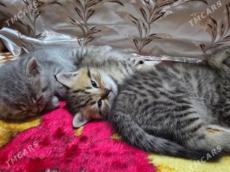 Шотландские Шиншилла - Aşgabat - img 1