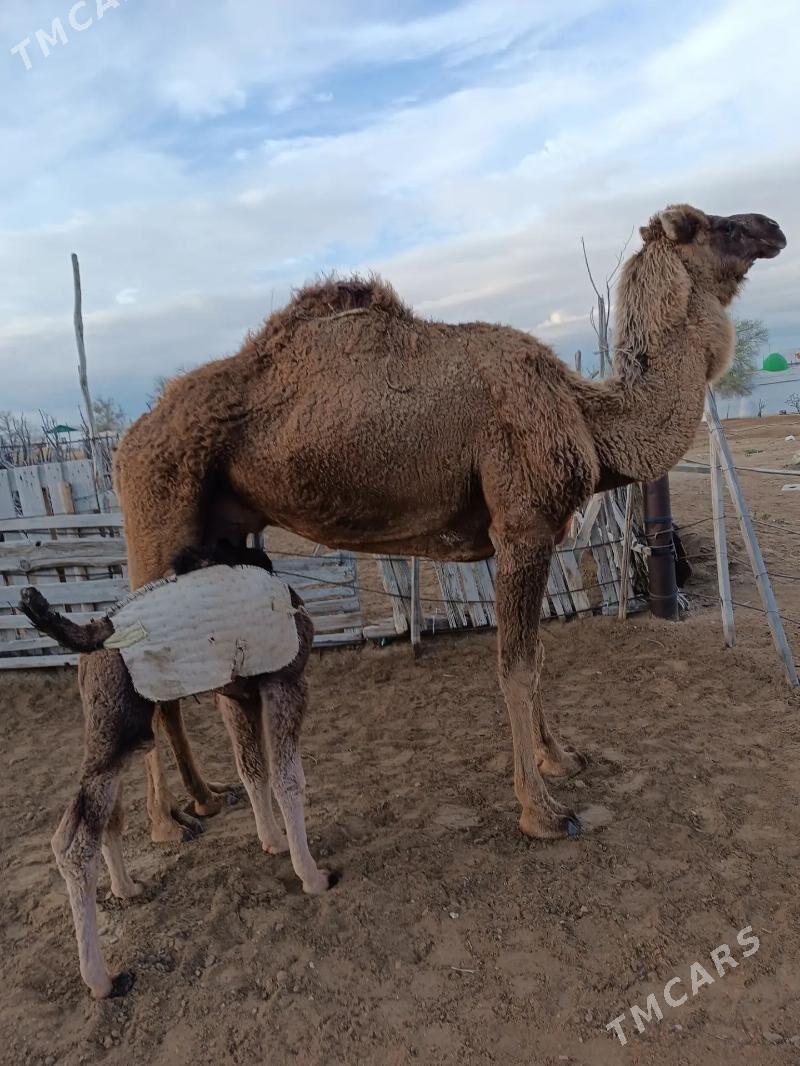 Duye - Türkmenbaşy - img 1