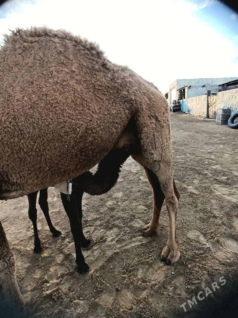 Duye - Туркменбаши - img 1