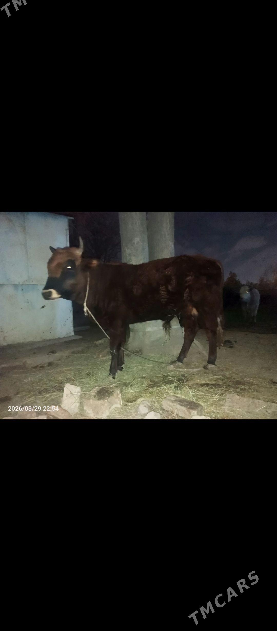 öküz - Бекреве - img 1