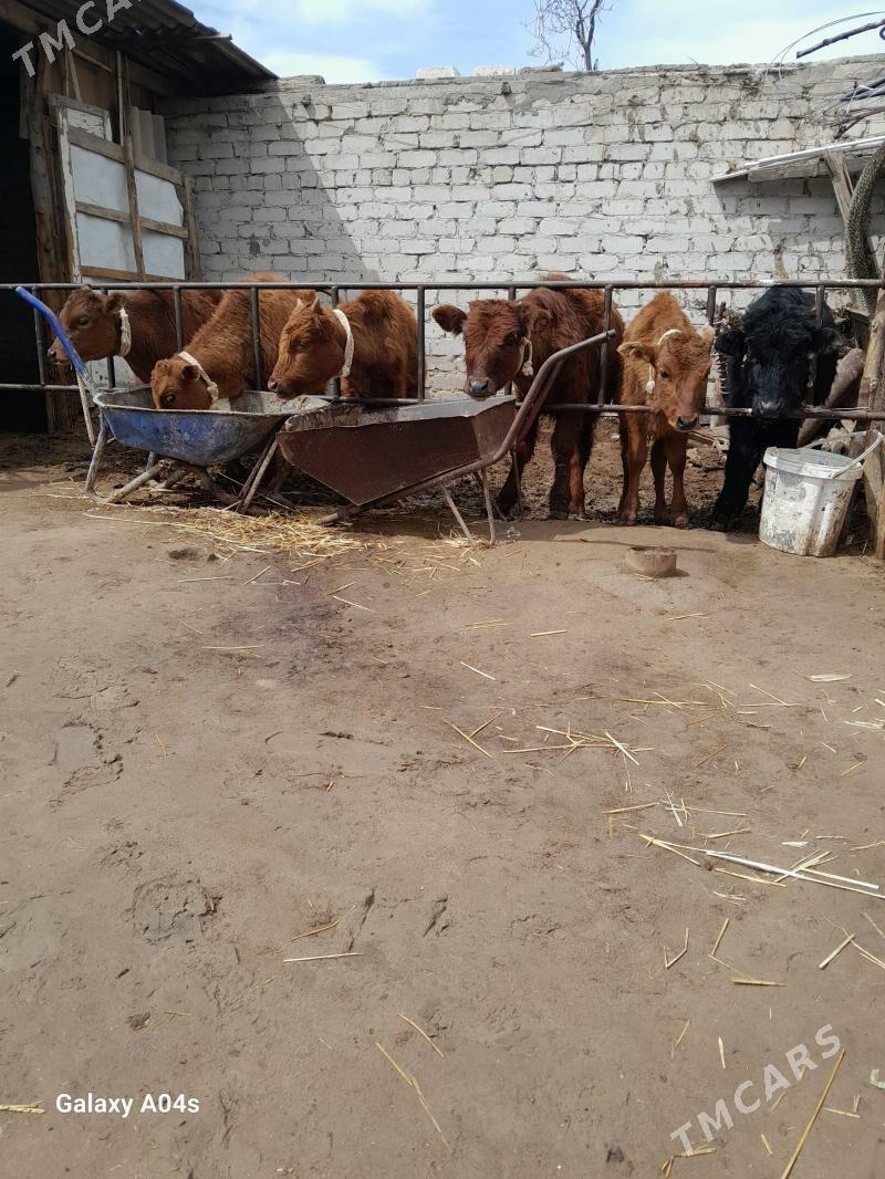 Öküz we tüwe - Кëши - img 1