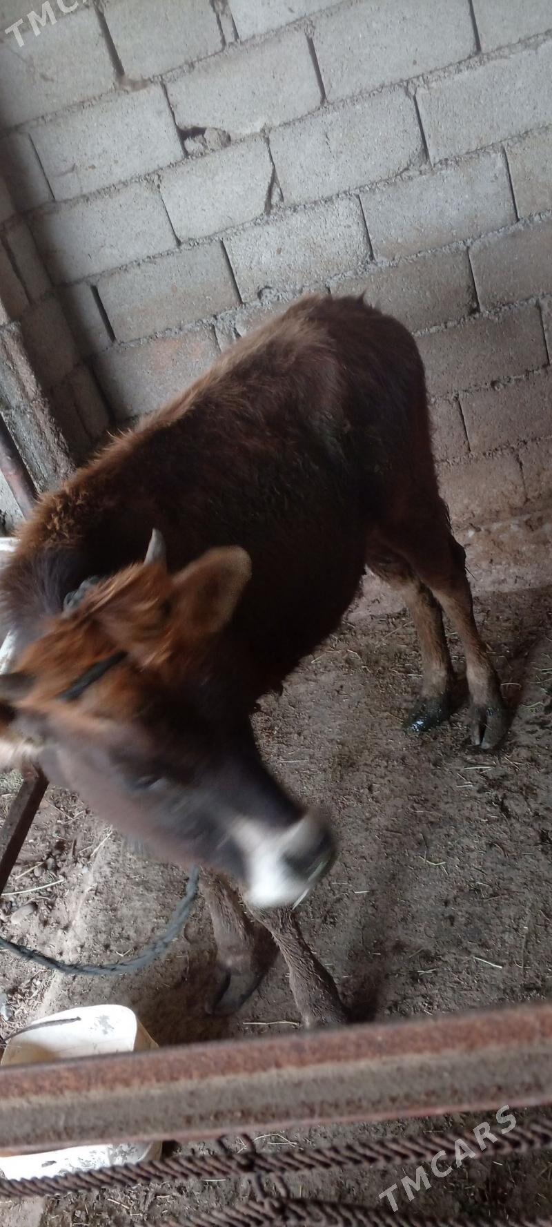 tuwe gole tuwe - Ак-Бугдайский этрап - img 1