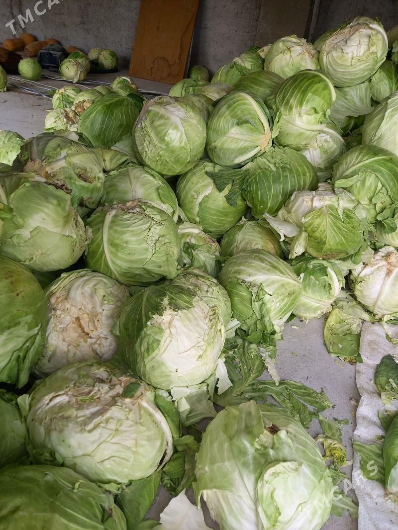 sygyr.duye mal kelem - Aşgabat - img 1