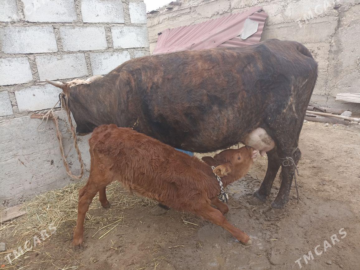 Göleli Sygyr - Gumdag - img 1