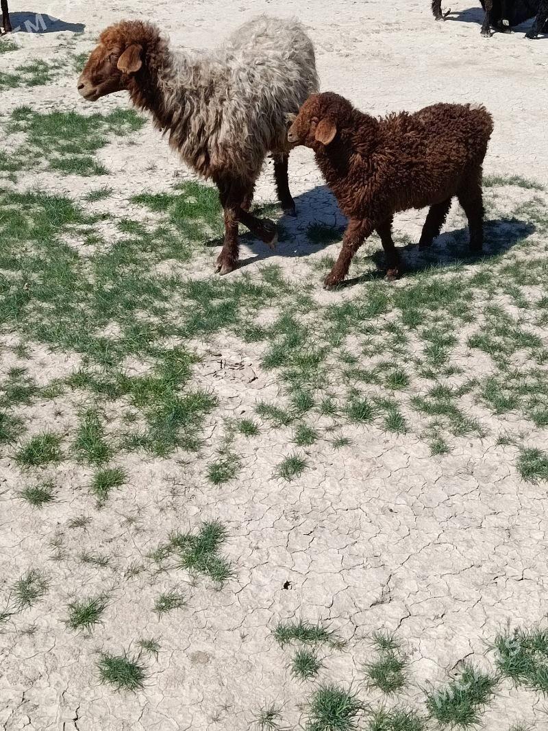 guzuly goyun - Gyzylarbat - img 1