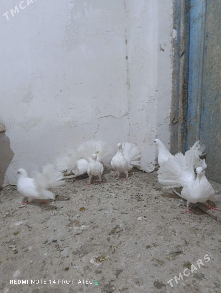 kepderi - Дашогуз - img 1