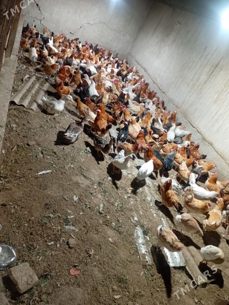 towuk - Халач - img 1