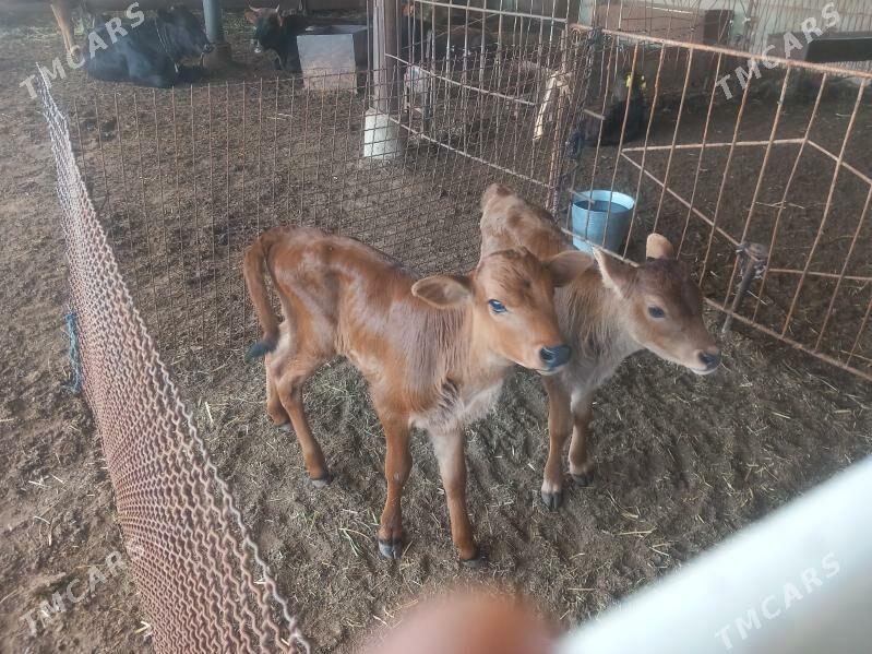 goleler - Векильбазар - img 1