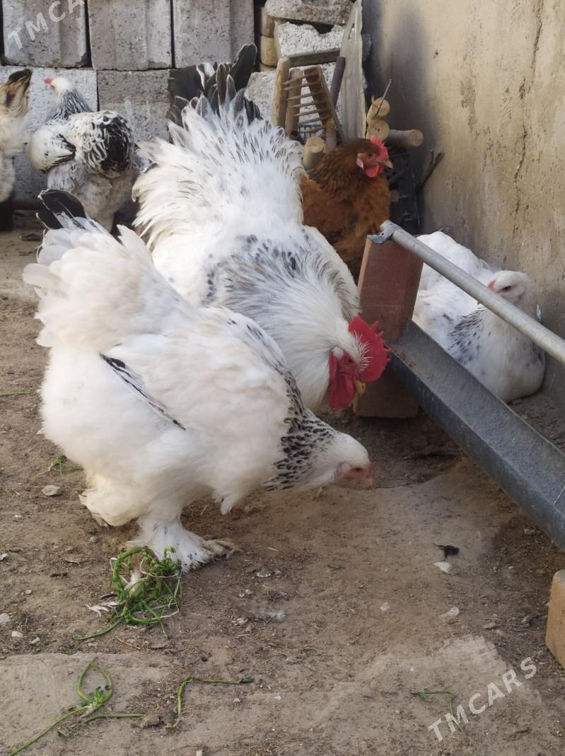 Yumurtga Basyrmak ucin - Джебел - img 1