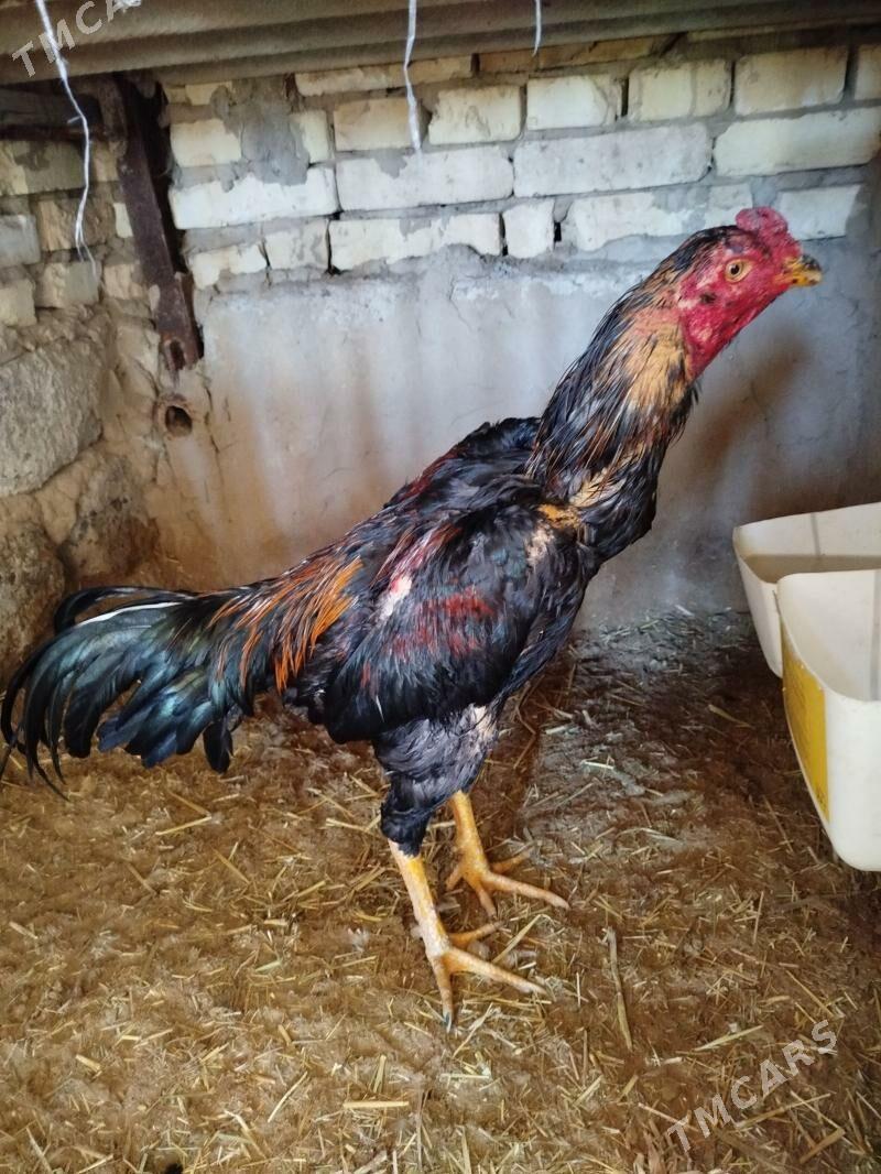 bayes horaz - Мургап - img 1