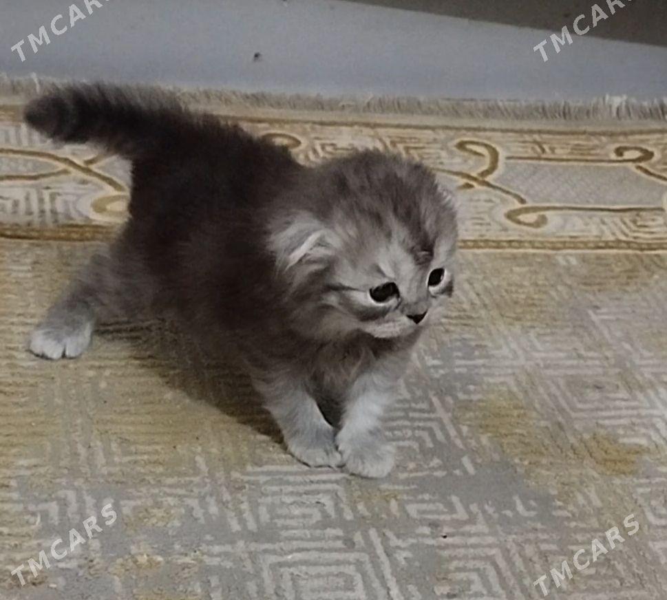 Pişik - 11 мкр - img 1