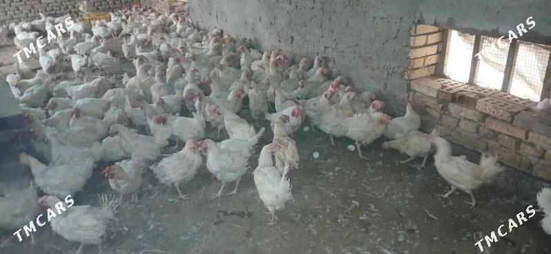 Ak towuk - Çärjew - img 1