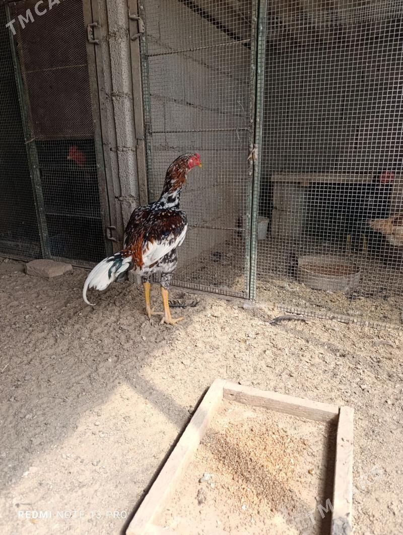 taşgent horaz - Кака - img 1