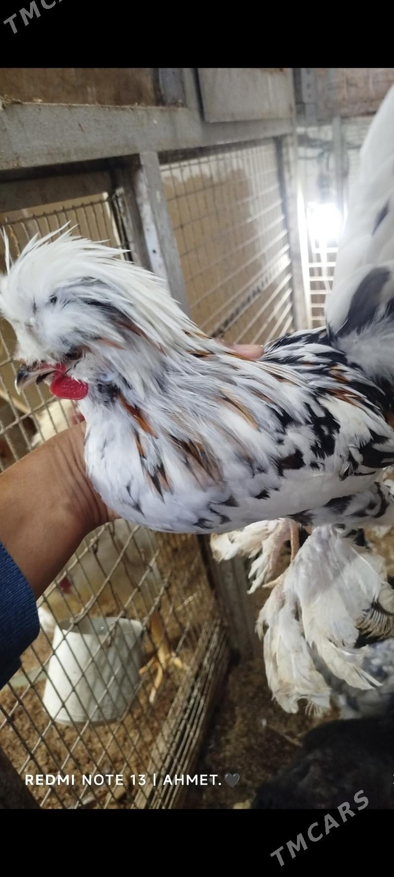 Карей японский - Türkmenabat - img 1