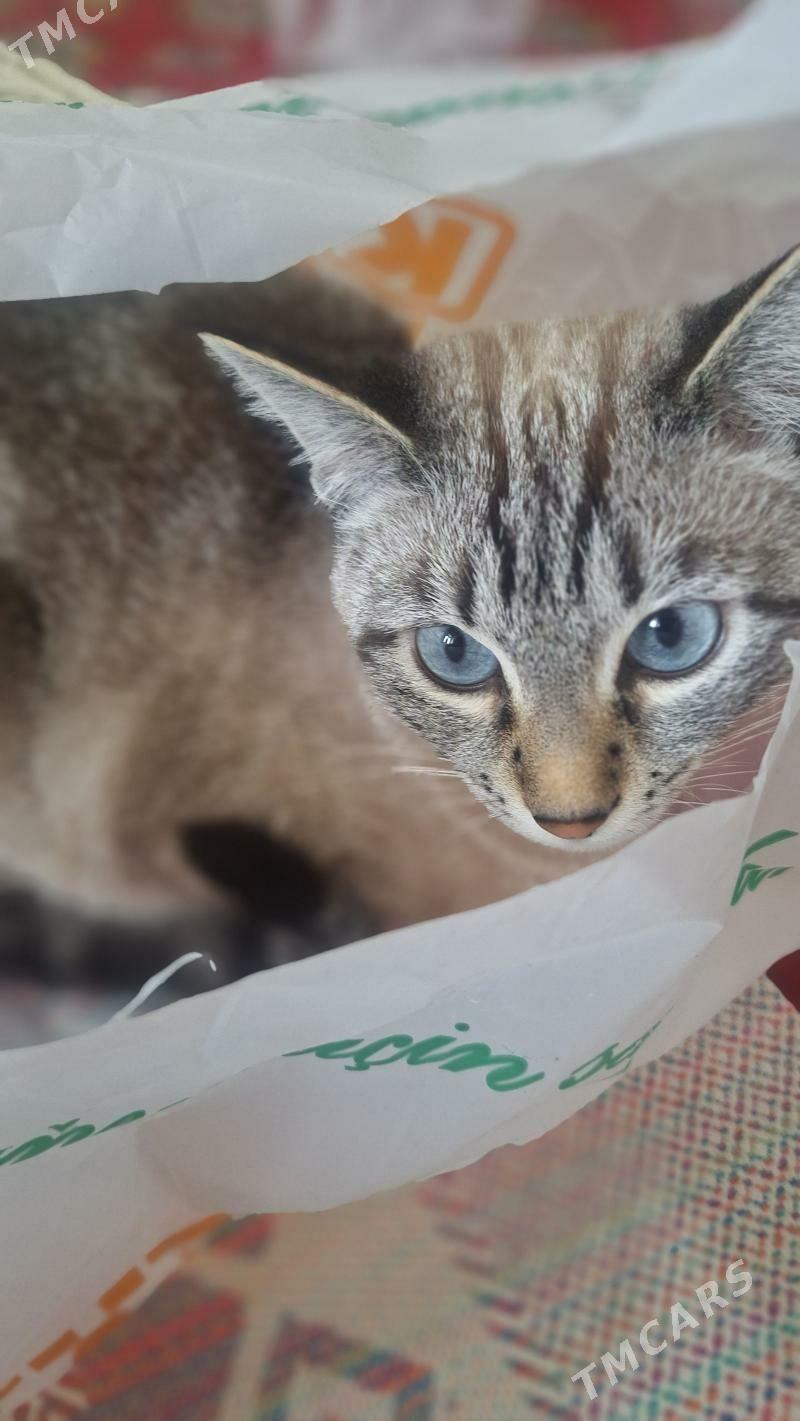 pisik berjk - Parahat 7 - img 1