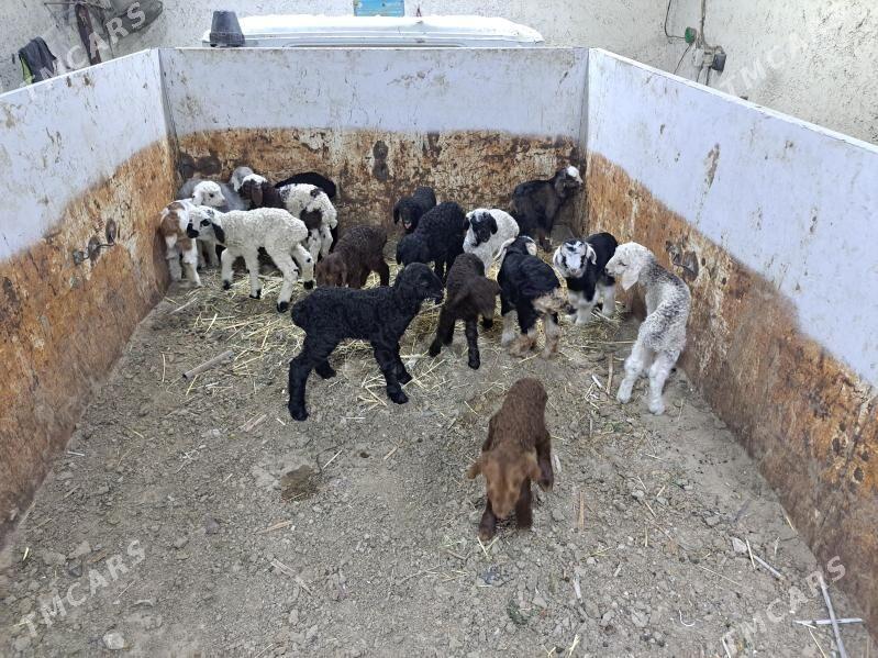 guzy - Gyzylarbat - img 1