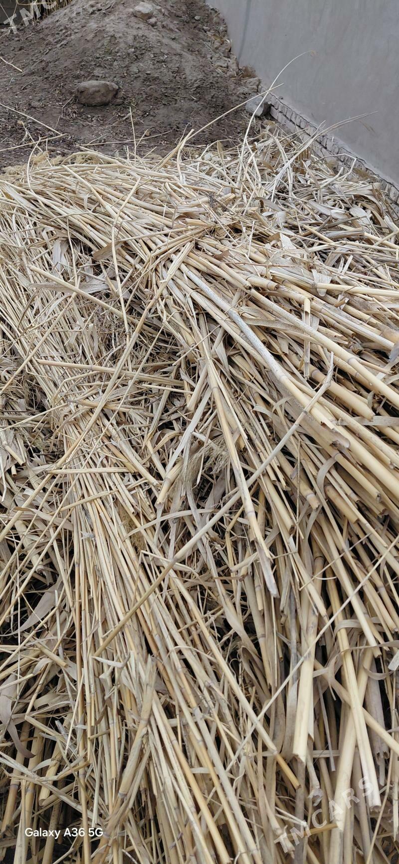 gamysh - Шабатский этрап - img 1