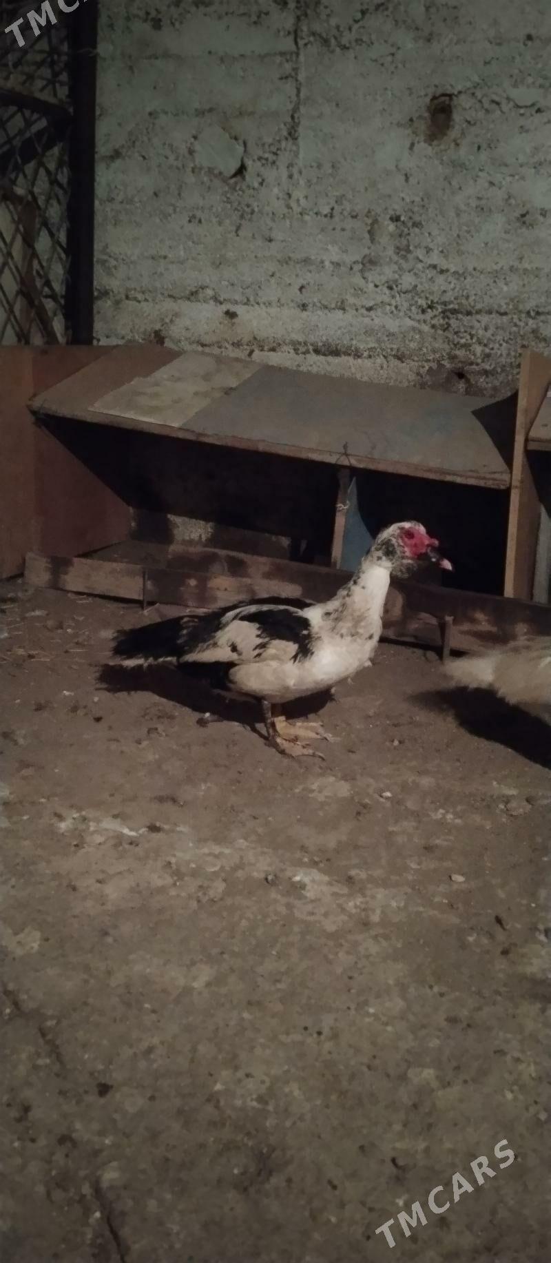 erkek. ordek - Balkanabat - img 1