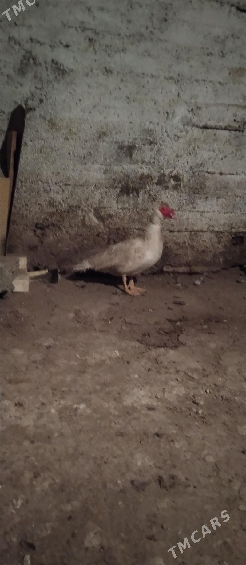 erkek ordek - Balkanabat - img 1