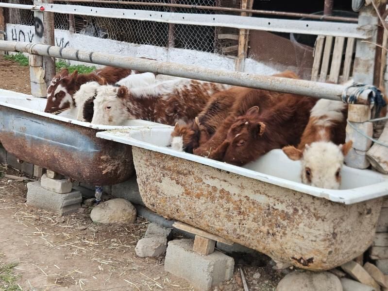 Öküz Tüwe - Büzmeýin - img 1