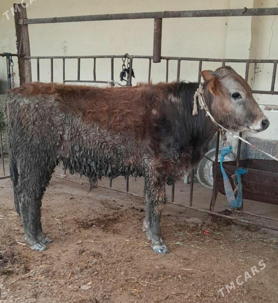 SATLIK OKÛZ ŞWES TOHIM - Aşgabat - img 1