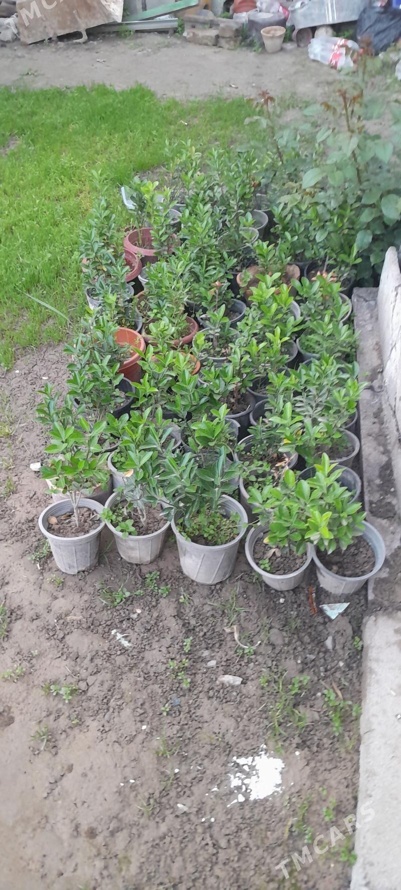 Bag.Beriskilet - Ашхабад - img 1