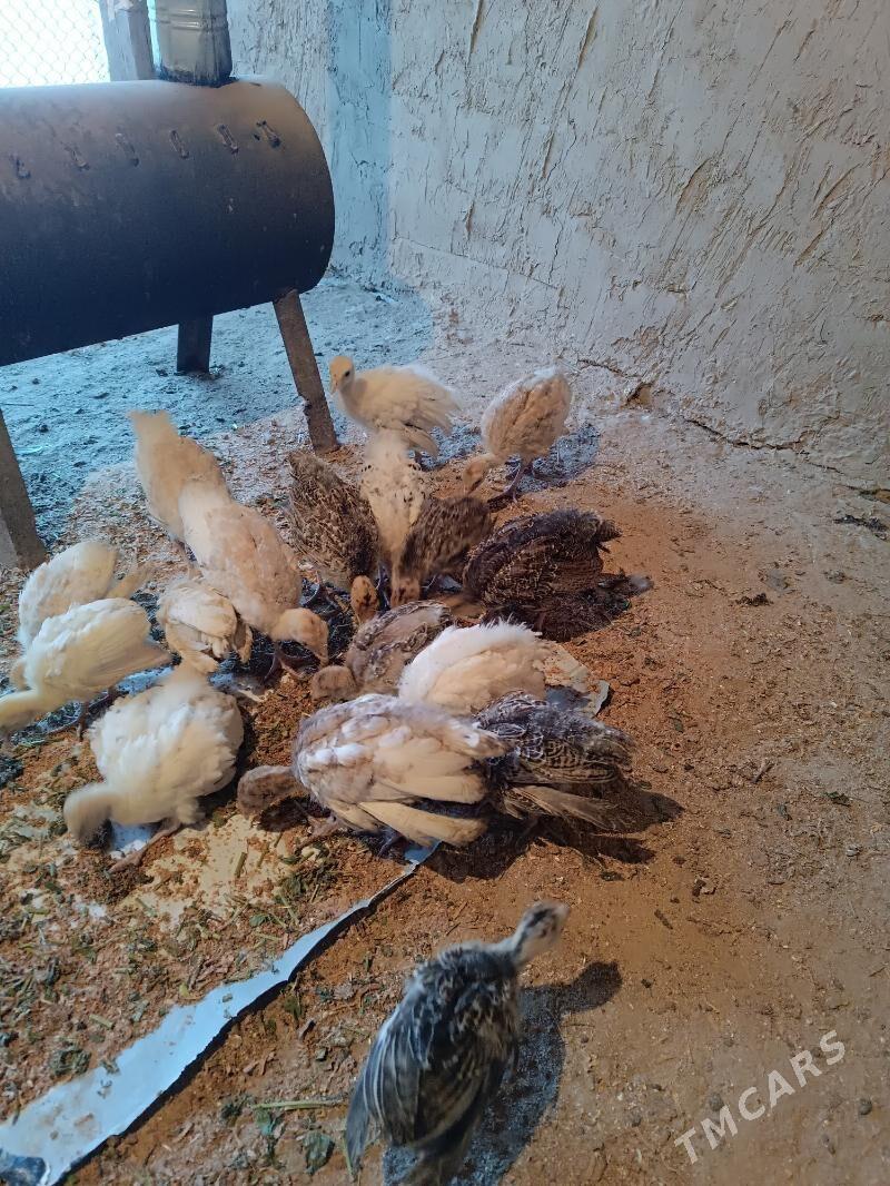 induk juyje 2aylyk - Murgap - img 1