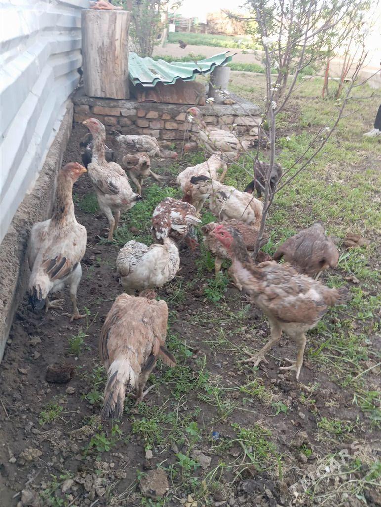 bayso towuk - Чарджоу - img 1