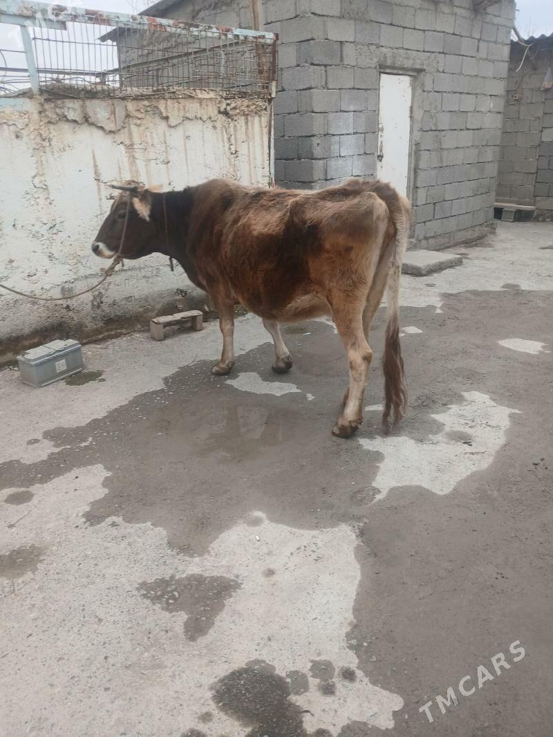 Gysyr sygyr - Гёкдепе - img 1