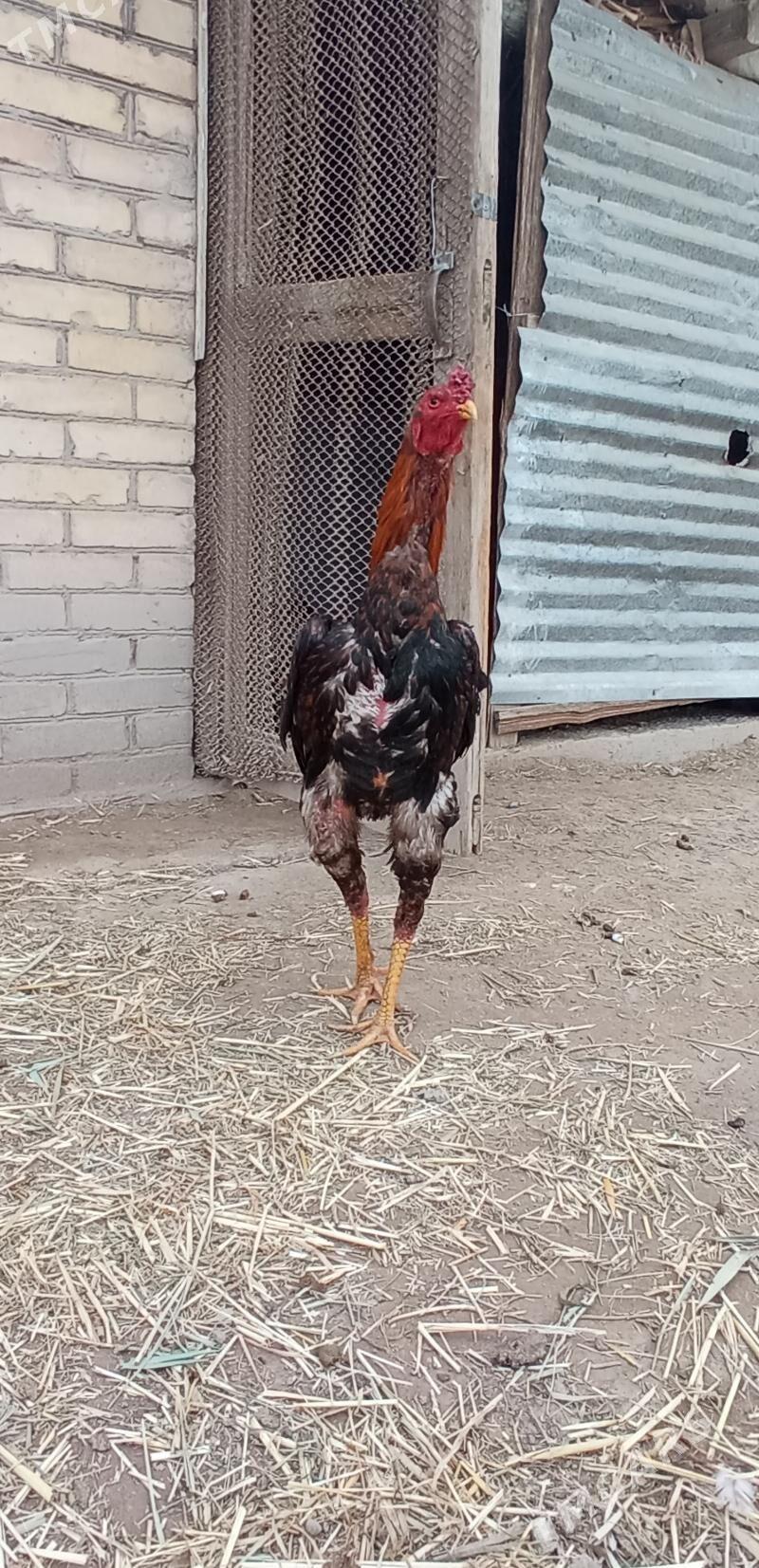 Horaz - Чарджоу - img 1