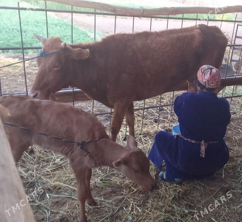 SAGLYK SYGYR - Дянев - img 1