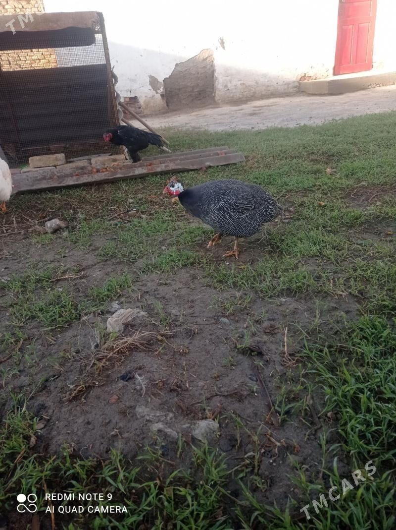 Sisarka - Türkmenabat - img 1