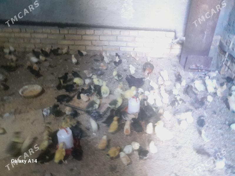 jujeler - Туркменабат - img 1