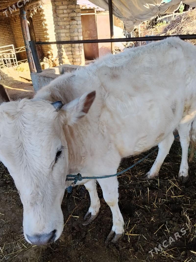 BOGAZ SYGYR ŞAROLLA - Çärjew - img 1